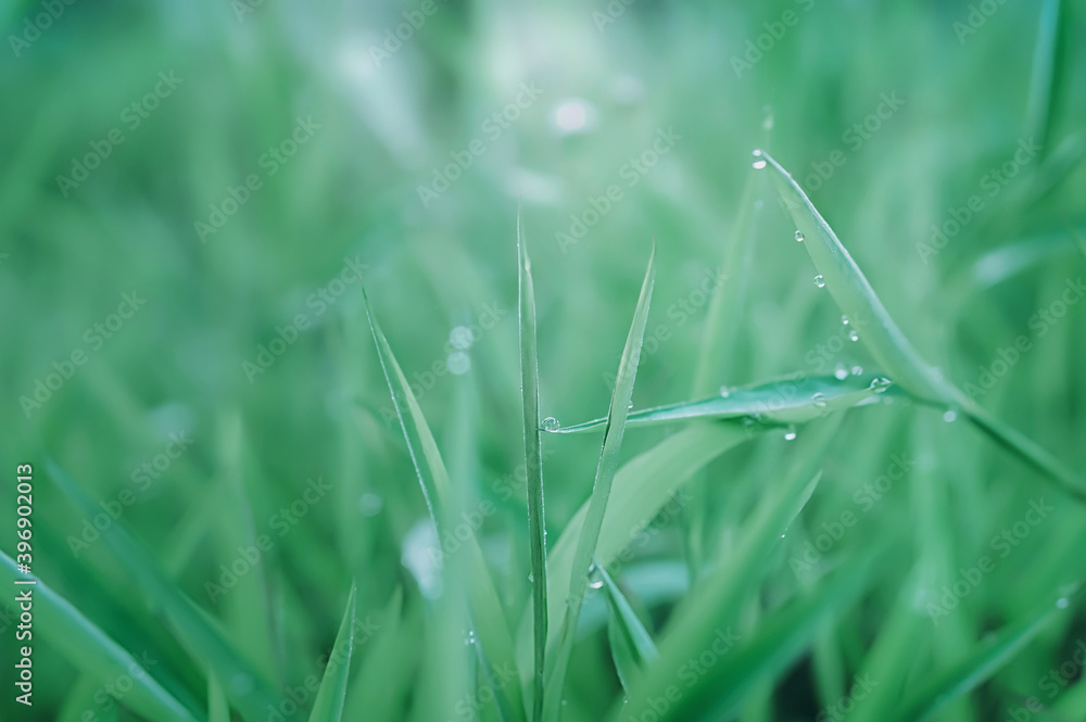 soft focus green grass with dew drops at morning sunrise autumn,spring nature background soft focus green grass with dew drops at morning sunrise autumn,spring nature background