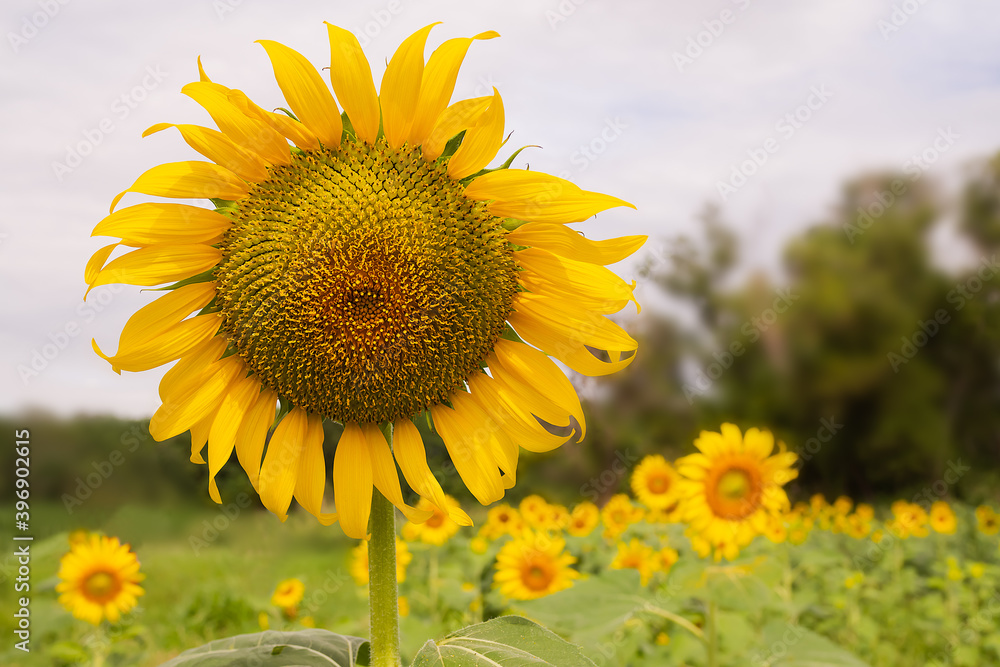 Sunflower park on blur green background. travel summer holidays concept. Sunflower park on blur green background. travel summer holidays concept.