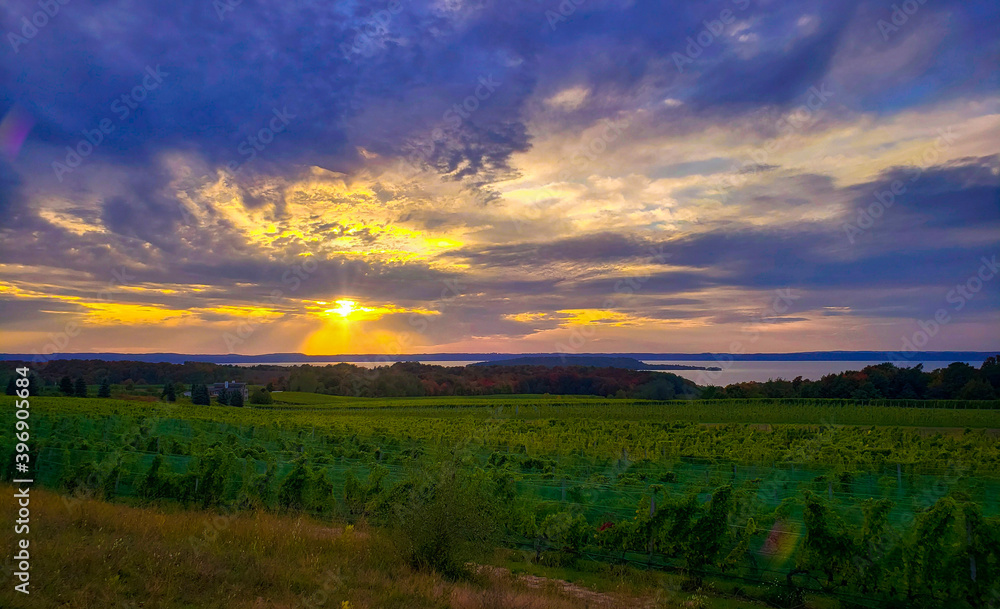 Obraz premium Vineyard Sunset