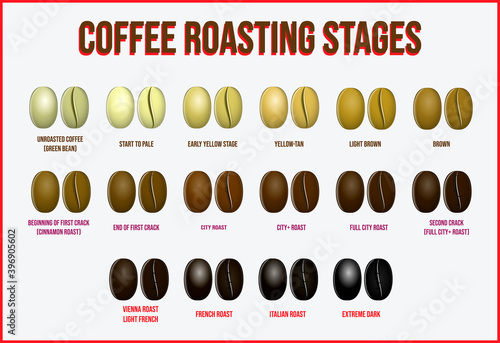 set of coffee beans realistic or various stage of roasting coffee beans from the green beans through to dark roast concept. eps 10 vector. easy to modify