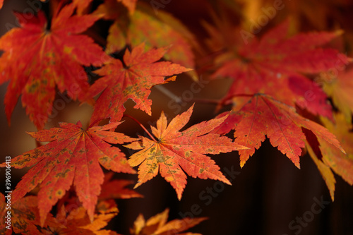 Red leaves of Korea maple. Natural autumn background. Bright maple tree. 