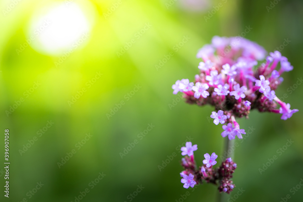 Fototapeta premium The background image of the colorful flowers