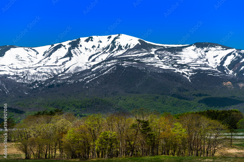 Fototapeta premium 日本 残雪の栗駒国定公園栗駒山と高原の牧場