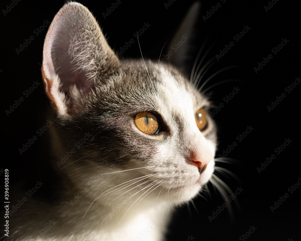Domestic Short Hair Cat Portrait