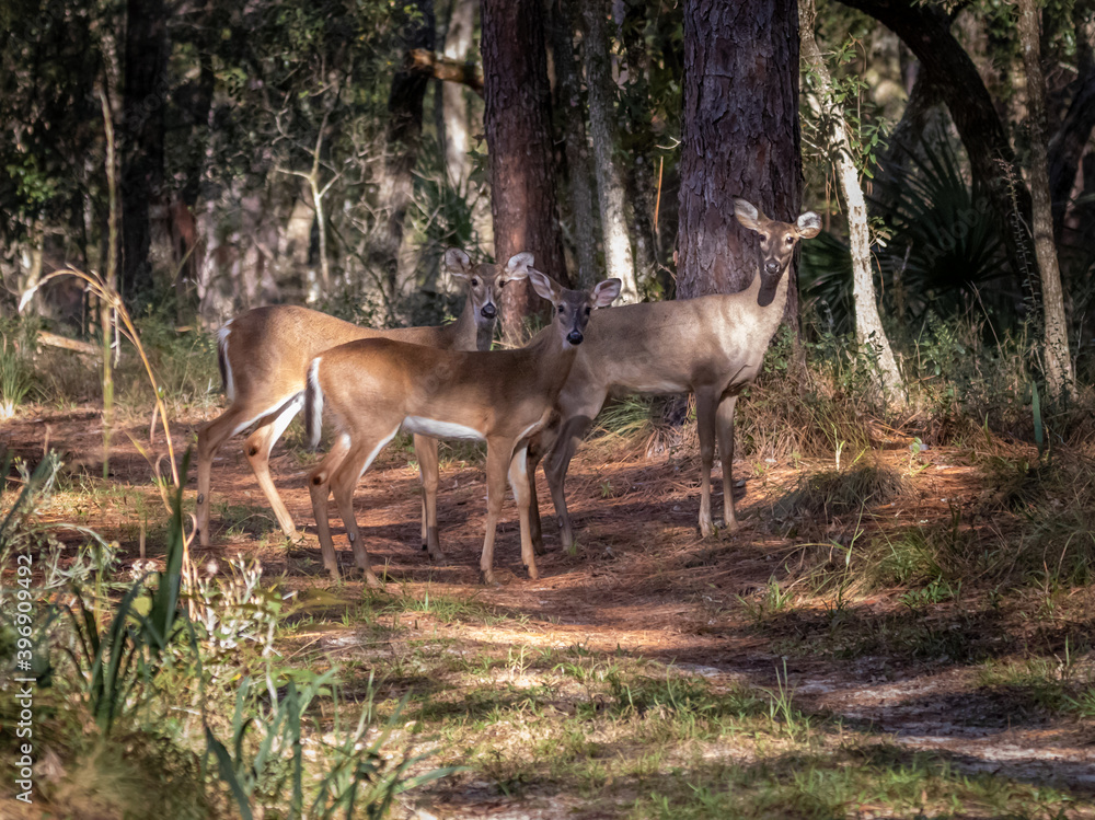 Female White Tail Deer on a Hiking Trail