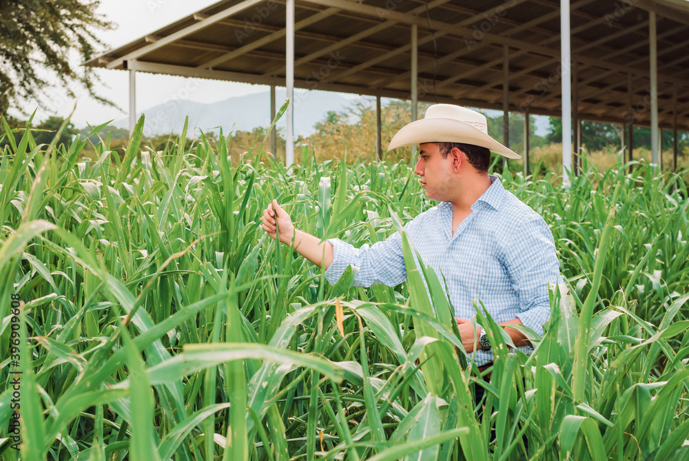 farmer in rice field farmer in rice field