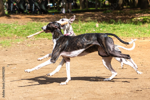 Two Greyhound dogs fighting for a stick in a park