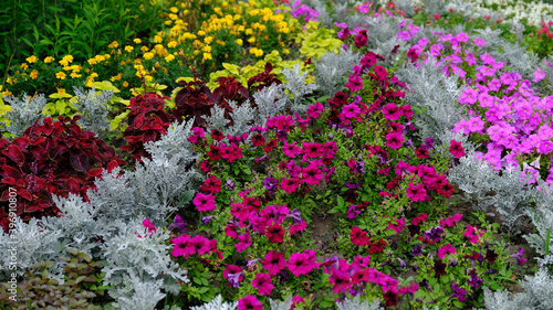 Fototapeta Naklejka Na Ścianę i Meble -  Flowers in the city park. Floral background for web design