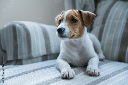 Small Jack Russell puppy looking far away while lies on a white and gray wing sofa