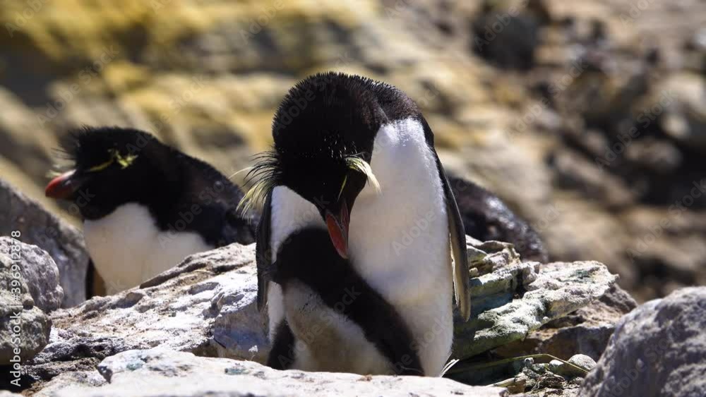 Daddy Penguin stands on the stone to tidy up his feathers. The little