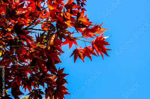 Red Autumn Leaves