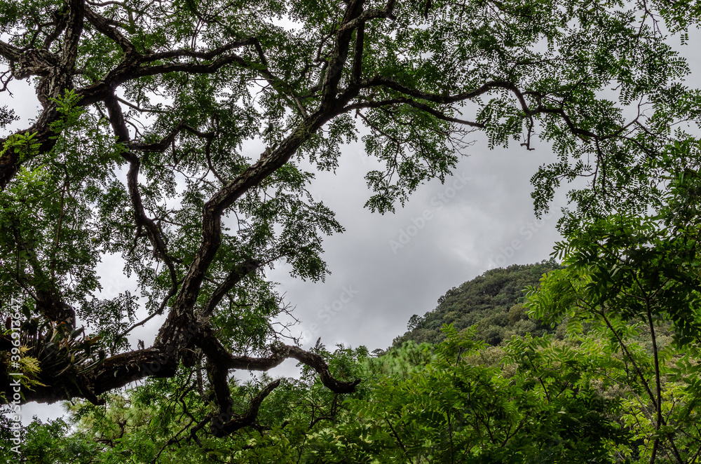Fototapeta premium trees in the forest