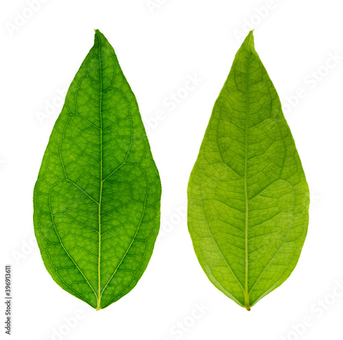 Bai-Ya-Nang leaf or Bamboo grass leaf (Tiliacora triandra) isolated on white background with clipping path