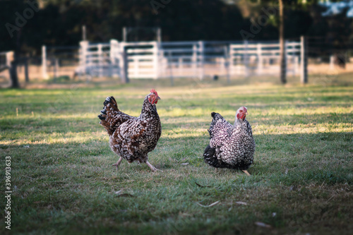 Chickens on farm