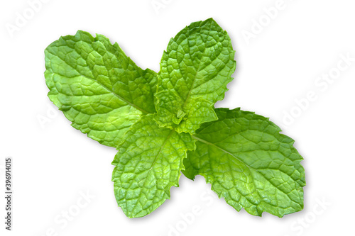 Fresh Peppermint isolated on white background