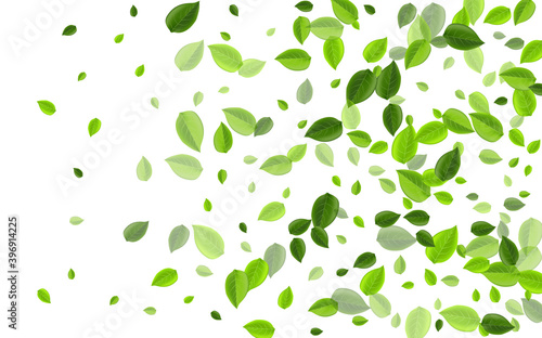 Olive Greens Nature Vector Plant. Flying Leaf 