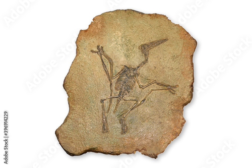 Pterodactyl Fossil, Pterodactylus Spectabilis, Fossil of prehistoric animals, Fossil trilobite imprint in the sediment, Dinosaur fossil isolated on white background photo