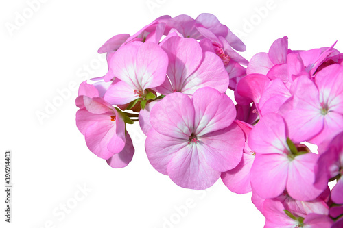 Pink flower of Geranium, Pelargonium x hortorum L.H.Bail (Geraniaceae) isolated on white background