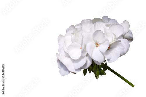 White flower of Geranium, Pelargonium hortorum Bail (Geraniaceae) isolated on white background with clipping path photo