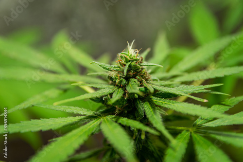 marijuana plants before harvest, marijuana flowers, female canavis, marijuana, thc, medicinal thc, natural health, marijuana plant, drugs, natural medicine, green, female marijuana plant photo