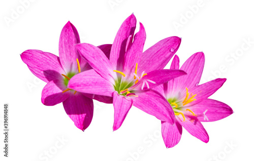 Pink flower of Rain lily (Zephyranthes) and blooming in rainy season isolated on white background