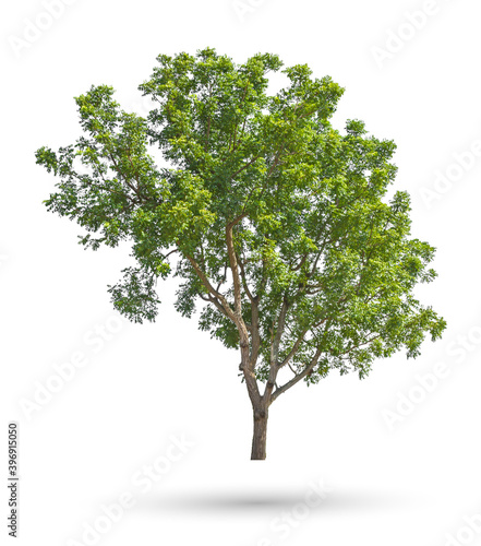 The Neem tree  Nim  Margosa  Quinine  Holy tree  Indian margosa tree  Pride of china  Siamese neem tree  Azadirachta indica Juss  isolated on white background whit a clipping path