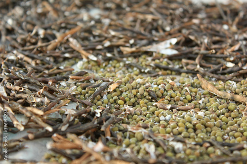 Mung beans and pods