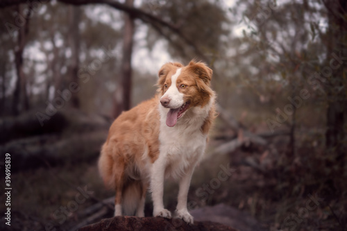 Red collie standing in bush