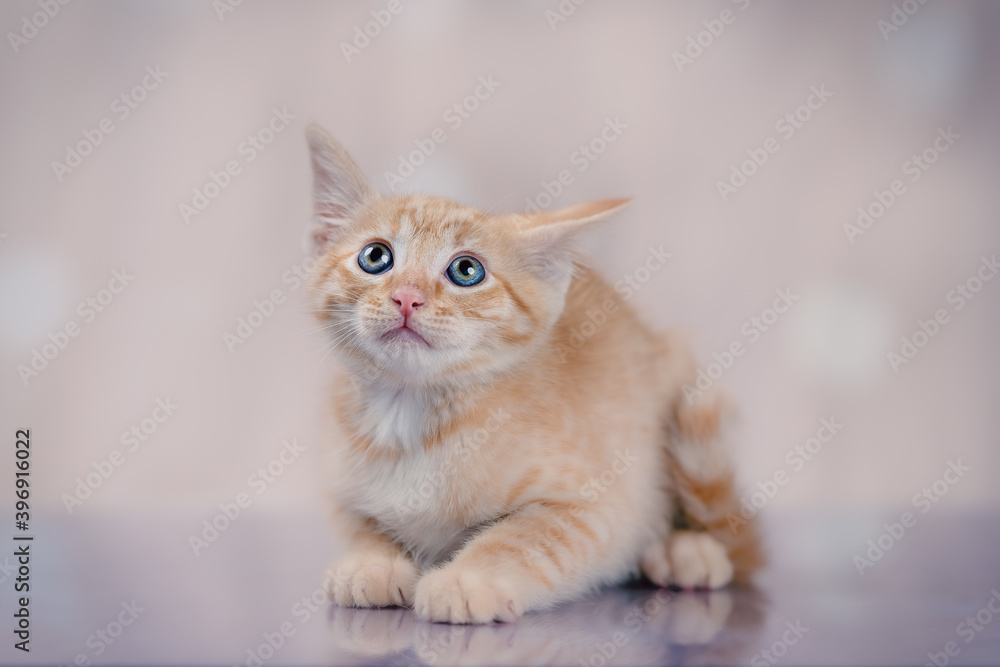 Ginger Kitten portrait