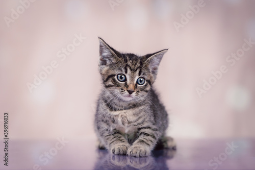 Tabby kitten portrait