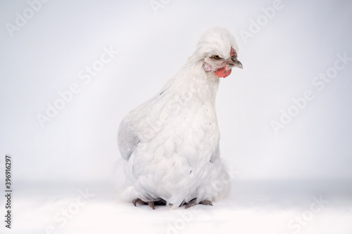 White hen sitting