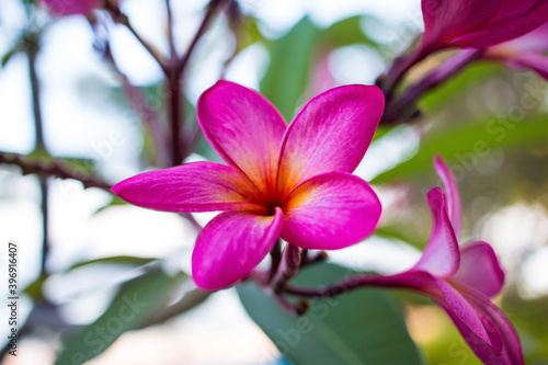 Pink magnolia flowers in full bloom