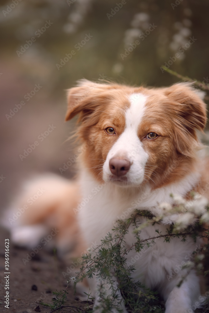 Red dog sitting in white flowers