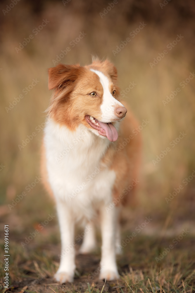 Red dog in long grass