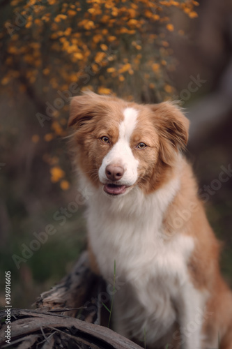 Red dog with yellow flowers