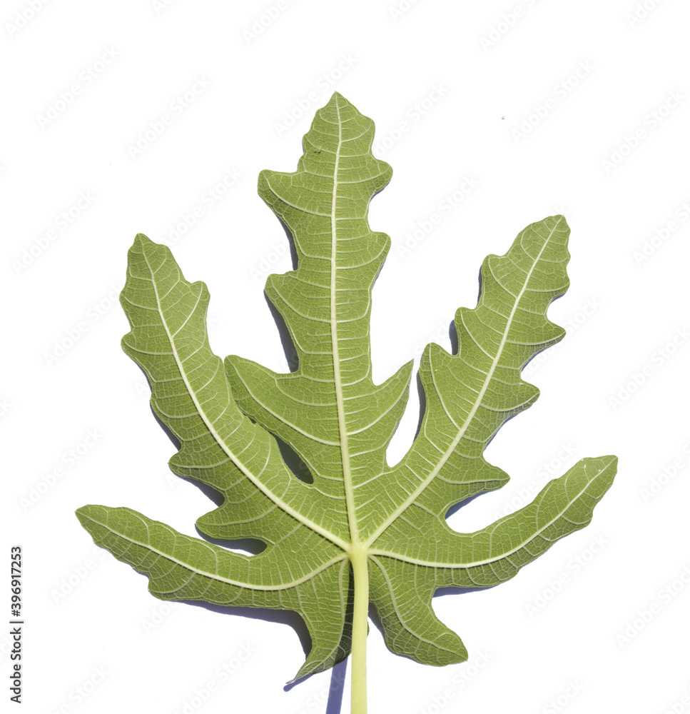 Fototapeta premium hand shape fig leaf isolated white background.