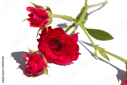 little red rose isolated white background