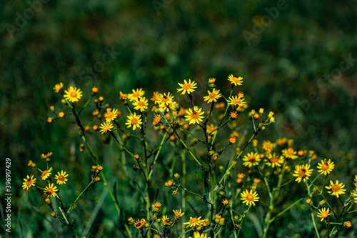 Yellow daisy flowers - margarita amarilla en el campo.