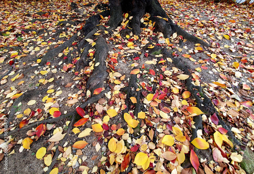 fallen leaves falling in autumn