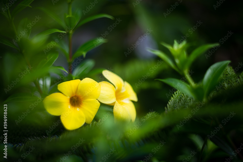Plantas Plantas