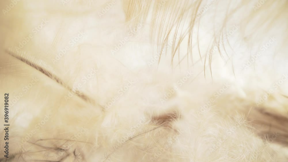An airy concept of the lightness of bird fluff and feathers. An airy concept of the lightness of bird fluff and feathers.