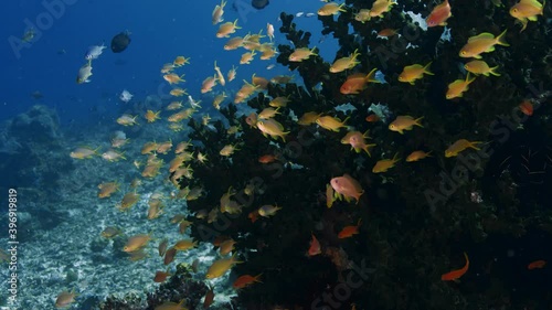 a school of Indian flame basslet Pseudanthias ignitus in the blue water, WAKATOBI, Indonesia, slow motion photo
