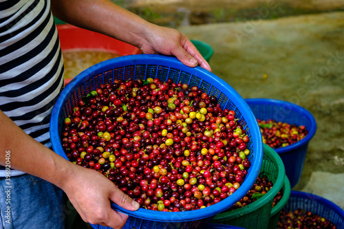Fresh raw coffee cherry beans in blue basket in farmers hand at industry community chiang rai Thailand .