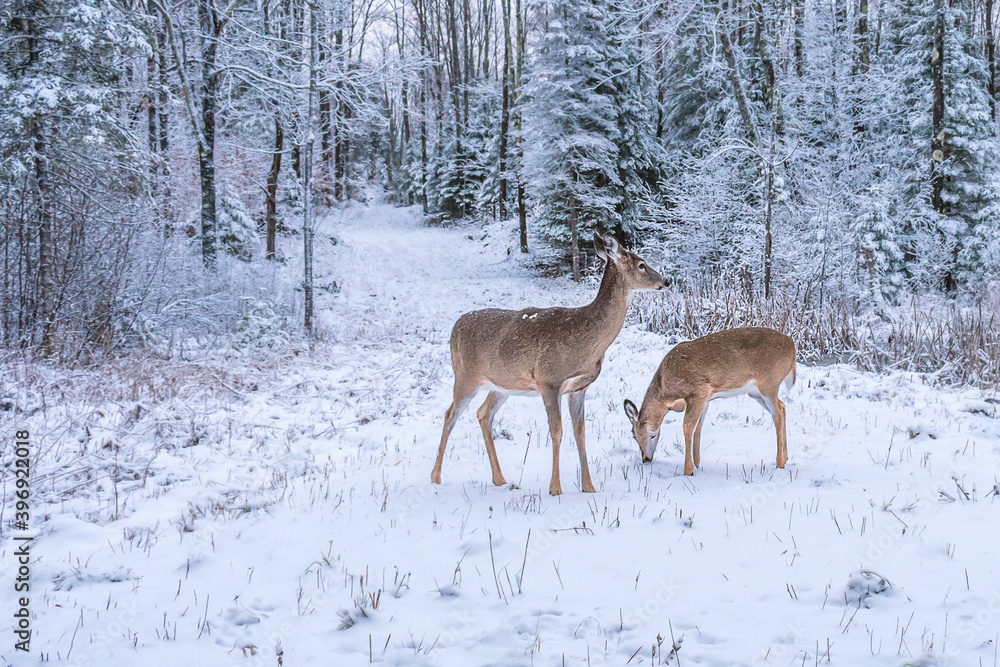 Fototapeta premium Doe and fawn are playing in snow 