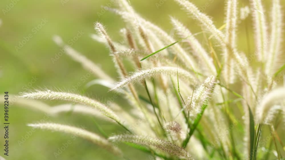 Tropical grass flower on sunset background. Grass flower light selective focus. Beautiful Sunshine day. Tropical grass flower on sunset background. Grass flower light selective focus. Beautiful Sunshine day.