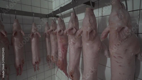 Piglets hanging in freeze chamber ready to be roasted - Pull out wide photo