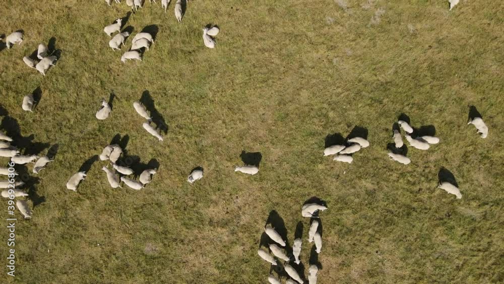 Drone looking down on sheep as they graze throughout the countryside