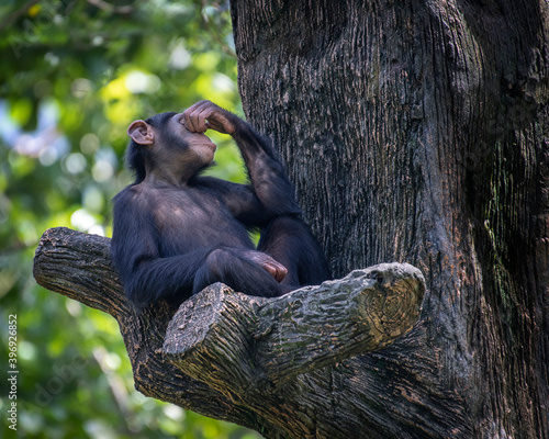 Young chimpanzee lulling to sleep while perched high on a tree