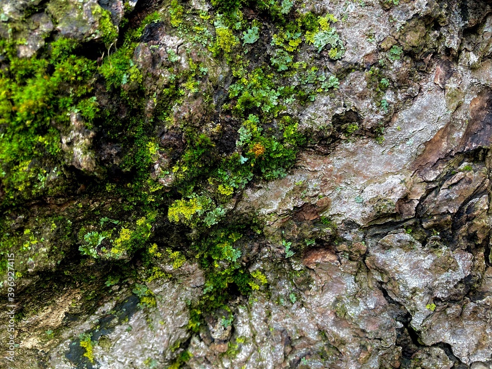 Tree bark in the wood covered by moss of green color, a natural forest-themed textured background.
