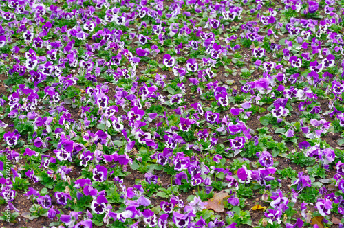 Fototapeta Naklejka Na Ścianę i Meble -  flowers violet tricolor or pansies
